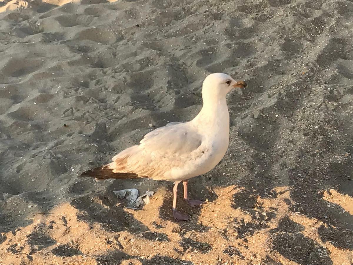 Le Beau Coin Βίλα De Panne Εξωτερικό φωτογραφία